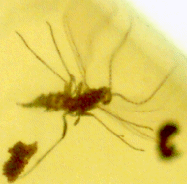 gall-midge