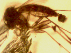 sciarid