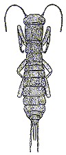 ADULT