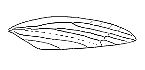 HOMOPTERA WING