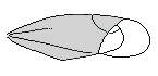 HETEROPTERA WING