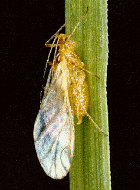 WINGED APHID