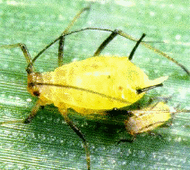WINGLESS APHID