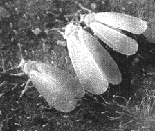 WHITEFLY