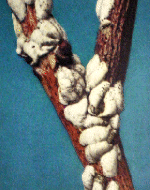 FEMALE SCALE