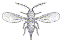 MALE SCALE