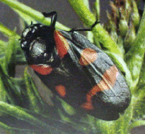 FROGHOPPER
