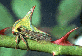 TREEHOPPER