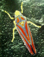 LEAFHOPPER