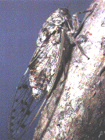 CICADA