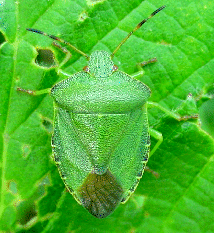 SHIELDBUG