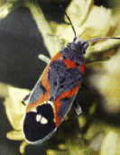 GROUND BUG