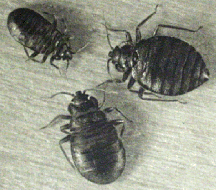 BEDBUG