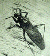 ASSASSIN BUG