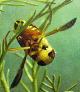 WATER BUG