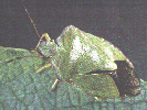 HETEROPTERA