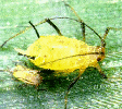 HOMOPTERA