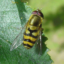 hoverfly
