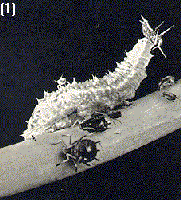 hoverfly larva