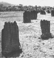 TERMITE NEST