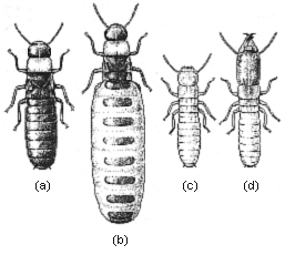 TERMITE CASTES