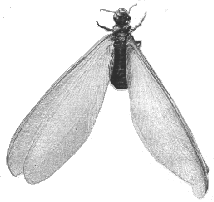 WINGED TERMITE