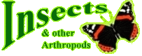 KBS Insect Web Site