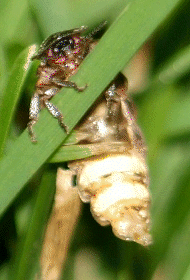FEMALE GLOW-WORM