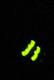 GLOW-WORM LIGHT
