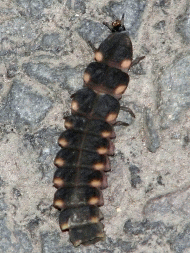GLOW-WORM LARVA