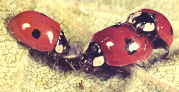 2-SPOT LADYBIRD