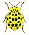 22-SPOT LADYBIRD