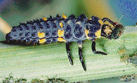 LARVA