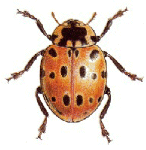 EYED LADYBIRD