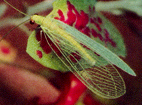 LACEWING