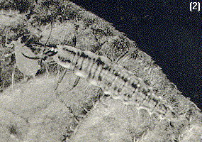 lacewing larva