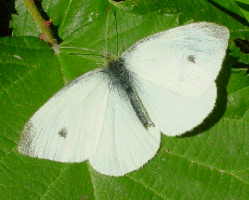 SMALL WHITE