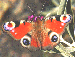 PEACOCK