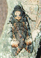 HAWK MOTH
