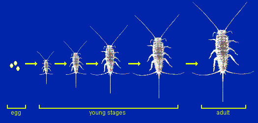 NO METAMORPHOSIS