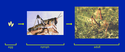 SIMPLE METAMORPHOSIS