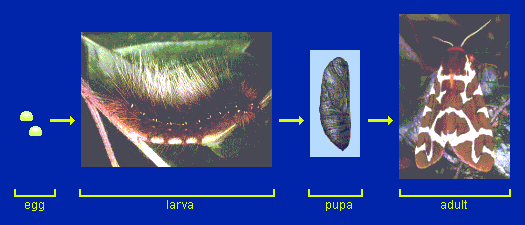 COMPLEX METAMORPHOSIS