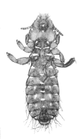 ADULT