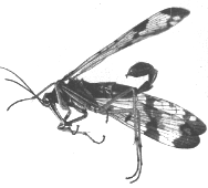 SCORPION FLY ADULT