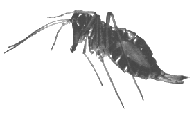 SNOW FLEA ADULT