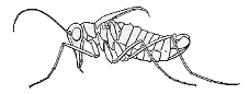 SNOW FLEA MALE