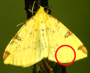 WING SCALES