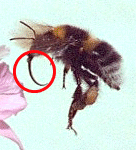 MOUTHPARTS
