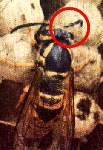 ANTENNAE & EYES