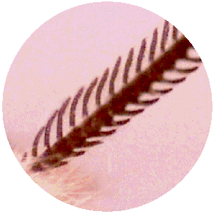 MOTH ANTENNA
